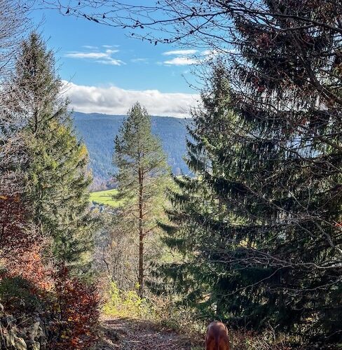 3 Tipps fürs Wandern rund um Freiburg Charly hat der schmale und steinige Pfade nichts ausgemacht.