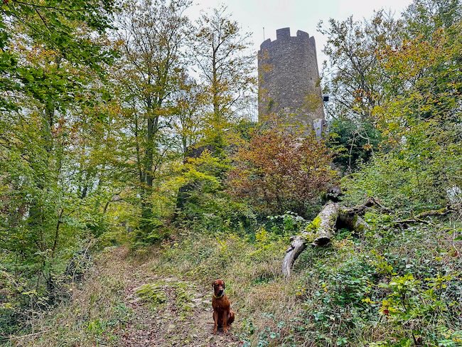 Die Burg Zähring hatte ihre Hochzeit im 12. und 13. Jahrhundert