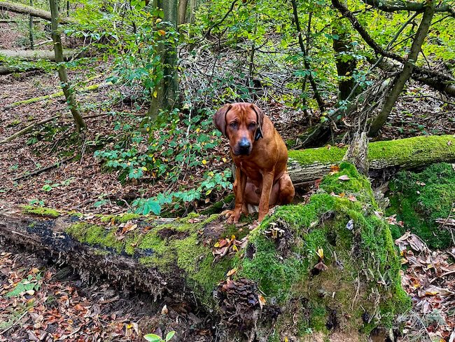 Charly war zum Schluss genervt, weil es so langsam nach oben ging ...