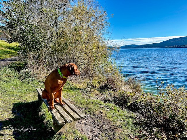 Obwohl Charly viel lieber schnüffeln und laufen würde, posiert er brav!