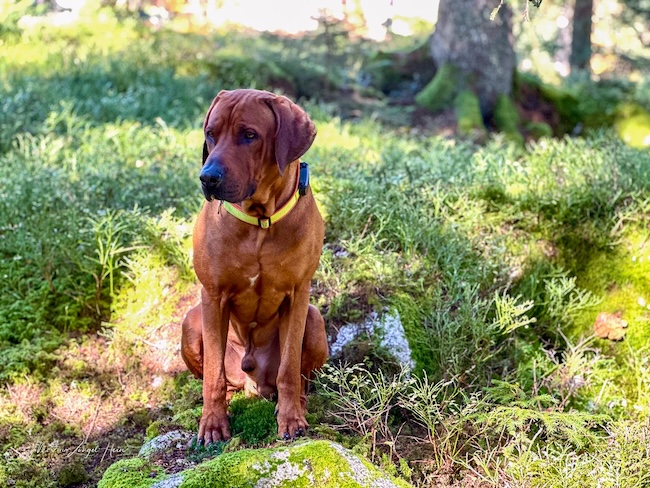 3 Tipps fürs Wandern rund um Freiburg Beim Wandern rund um Freiburg musste Charly immer wieder posieren. Hat er toll gemacht!