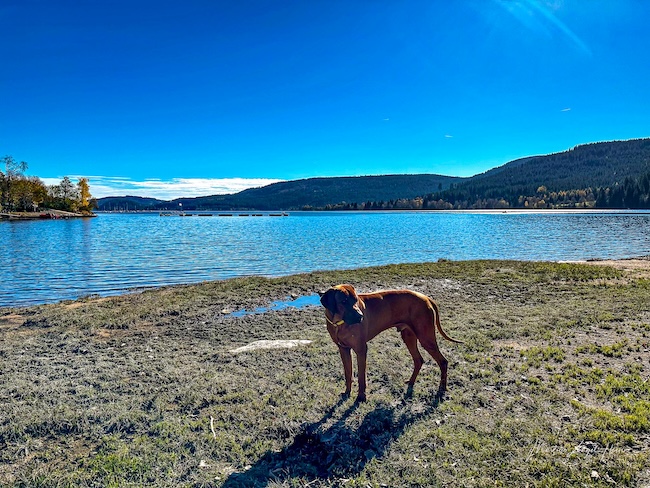 Wandern rund um Freiburg kann anstrengend sein - Charly war dann froh, als er sich endlich im Auto erholen konnte.