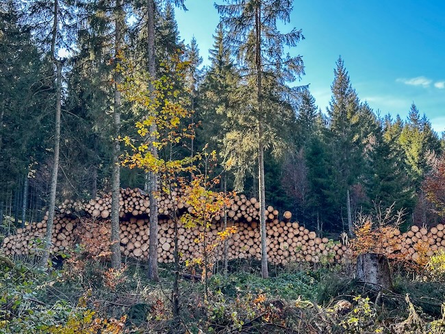 3 Tipps fürs Wandern rund um Freiburg Jede Menge Holz.