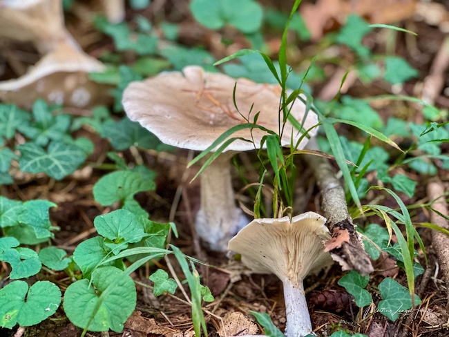 3 Tipps fürs Wandern rund um Freiburg Feuchtigkeit und passende Temperaturen lassen überall Pilze wachsen.
