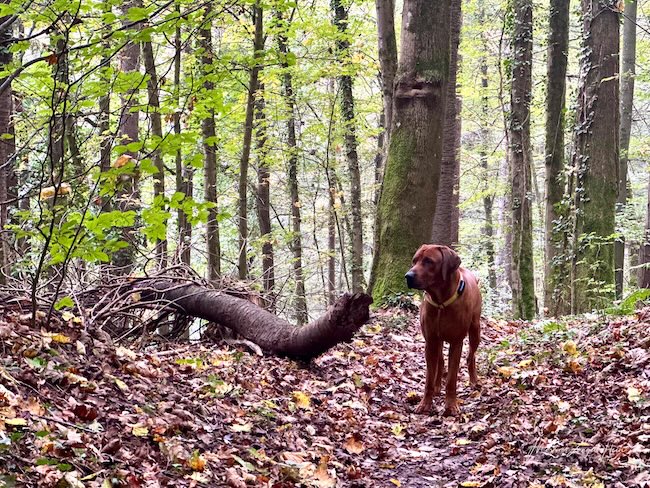 Charly ging es streckenweise vermutlich nicht schnell genug, aber er wartete immer brav auf mich ...