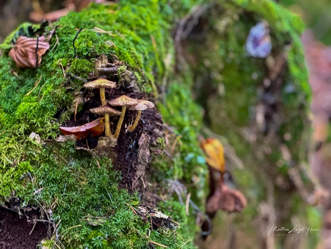 3 Tipps fürs Wandern rund um Freiburg Zeit für noch mehr Pilz-Varianten ...