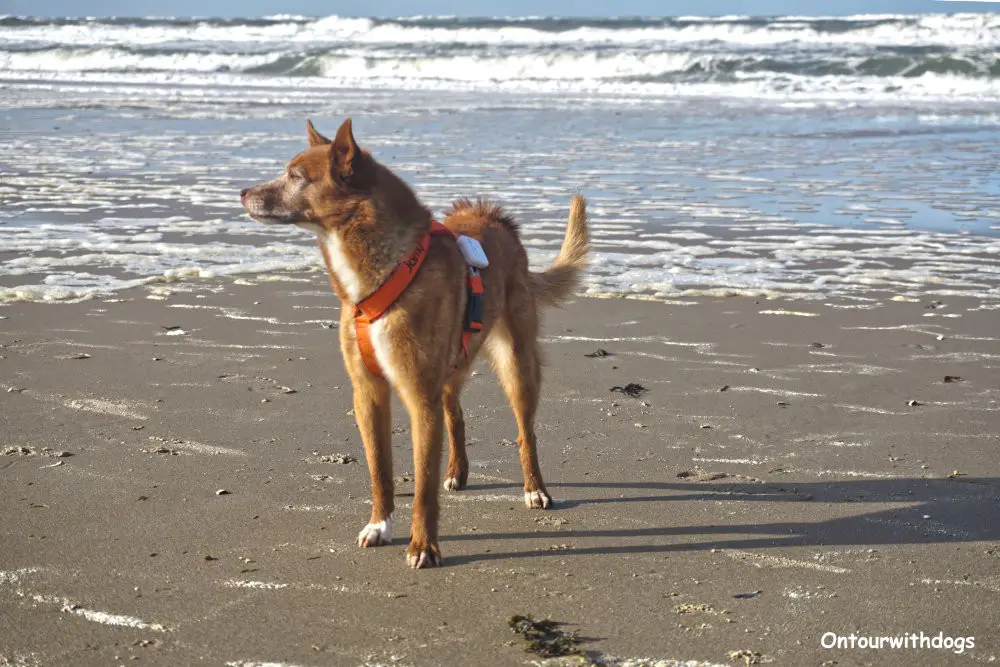 Hundespaß an den Hundestränden auf Rügen I Foto: Sina Dieterle