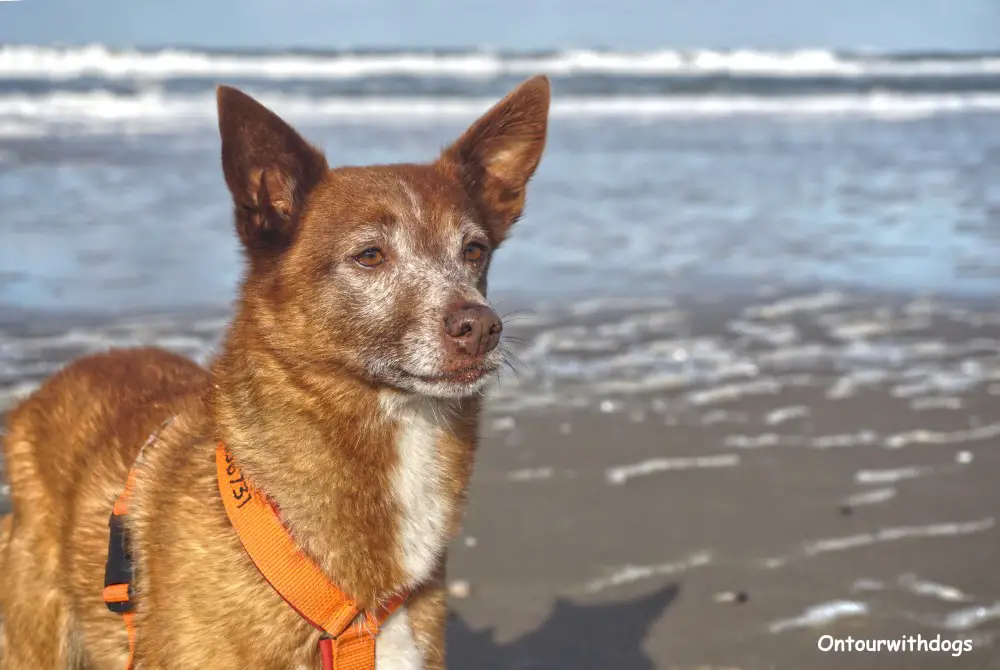 Auf Rügen gibt es viele schöne Hundestrände I Foto: Sina Dieterle
