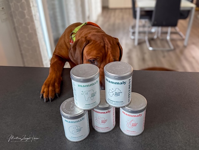 Pulver im Napf? Charly ist tatsächlich ganz verrückt danach.