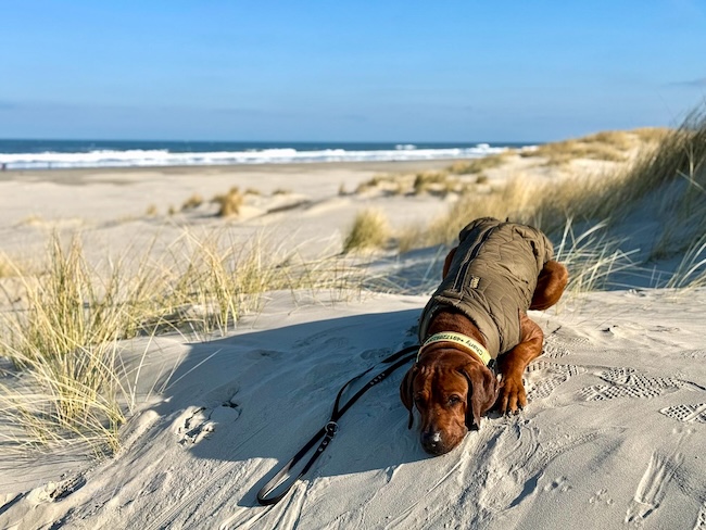 Im Winter sind auf Juist Hunde an allen Stränden erlaubt
