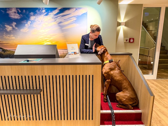 Im Hotel Atlantic Juist sind auch Hunde herzlich willkommen 