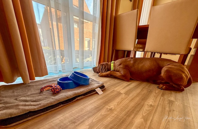 Auf Charly warteten Hundekissen, Näpfe und ein Spielzeug