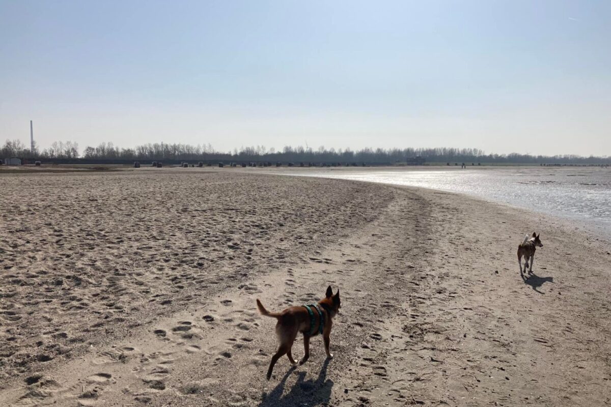 Hundestrand Hooksiel Foto: Sina Dieterle