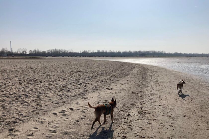 Hundestrand Hooksiel Foto: Sina Dieterle