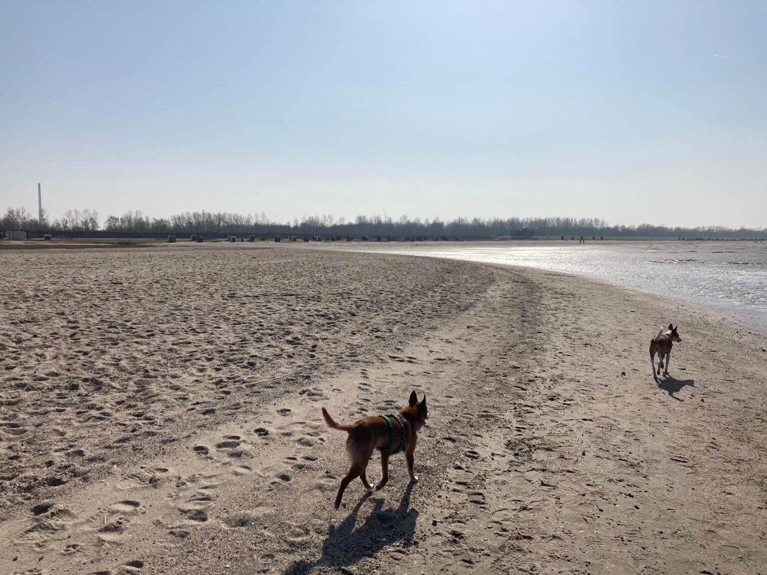 Hundestrand Hooksiel im Wangerland Hundestrand Hooksiel Foto: Sina Dieterle