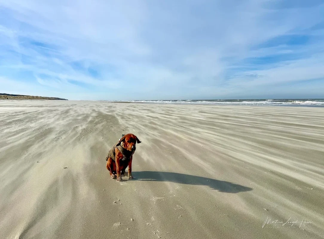 Juist mit Hund im Winter