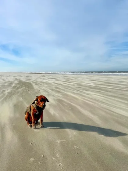 Juist mit Hund im Winter