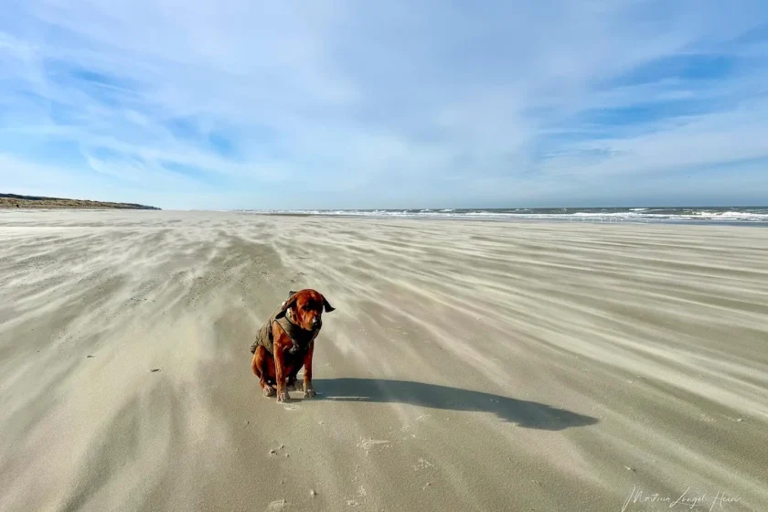 Juist mit Hund im Winter
