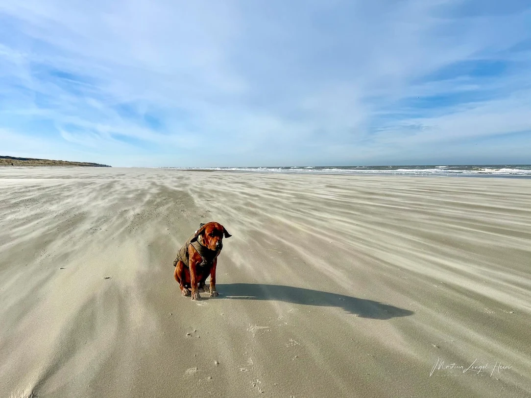 Juist mit Hund im Winter