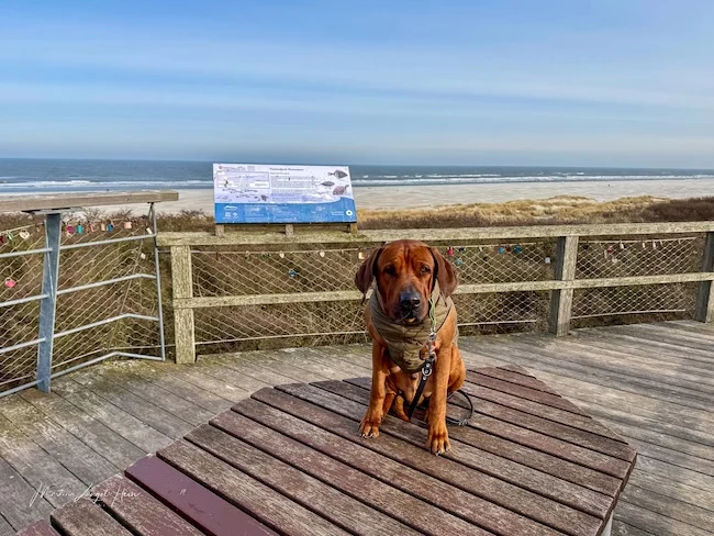 Viel Wind, schöne Ausblicke auf die Nordsee und interessante Infos rund um den Nationalpark Wattenmeer