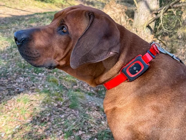 Der hochspezialisierte GPS-Tracker für die Jagd wird von Charly ausprobiert