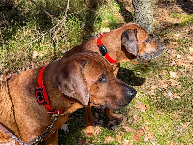 Professionelle Hundeortung mit MiniFinder Rex und Atto Pro