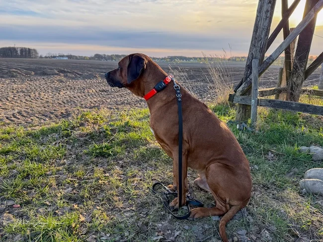 Der GPS-Tracker Atto Pro ist zuverlässig und tut genau das, was er soll.