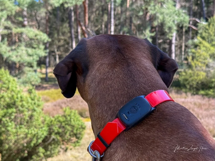 Für den Atto Pro kann das passende Halsband bei MiniFinder bestellt werden.