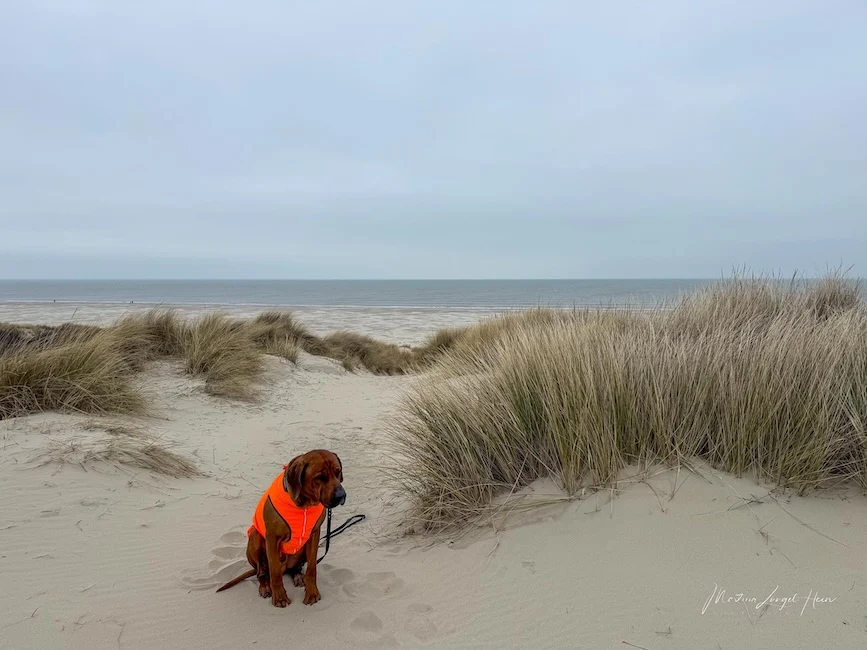 Juist mit Hund im Winter kann schon auch etwas ungemütlich sein. Das meint zumindest Charly.