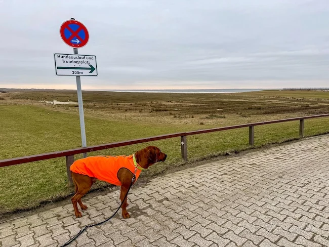 Gleich ist der Hundeauslauf erreicht