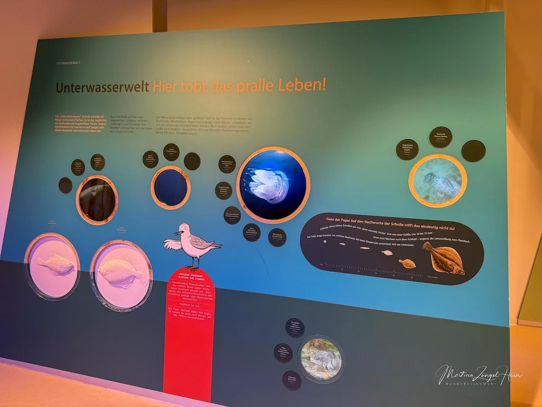 Der Lebensraum Wattenmeer und Nordsee wird gut erklärt