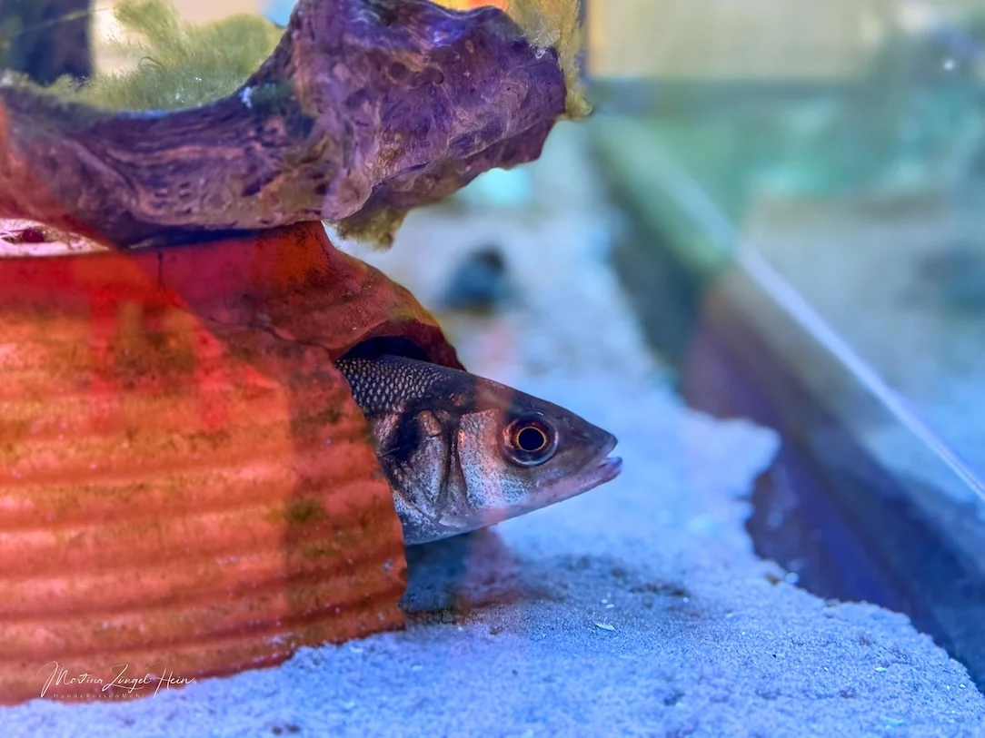 Im Nationalpark-Haus gibt es auch ein kleines Aquarium