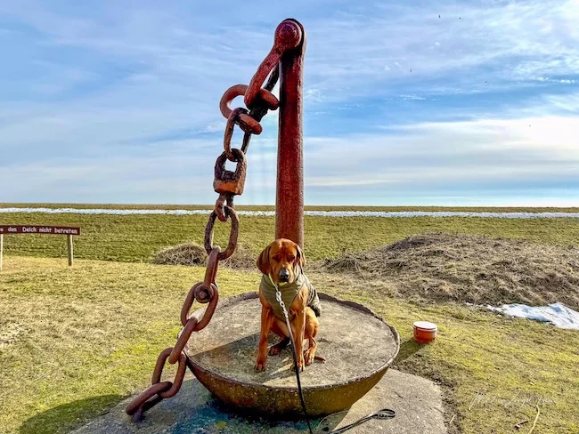 Juist mit Hund im Winter bietet fast endlose Fotomotive