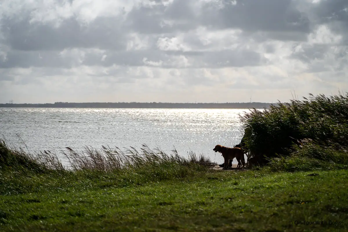 Besonders schön ist es am Bodden, wenn die Sonne untergeht | Foto: Sina Dieterle