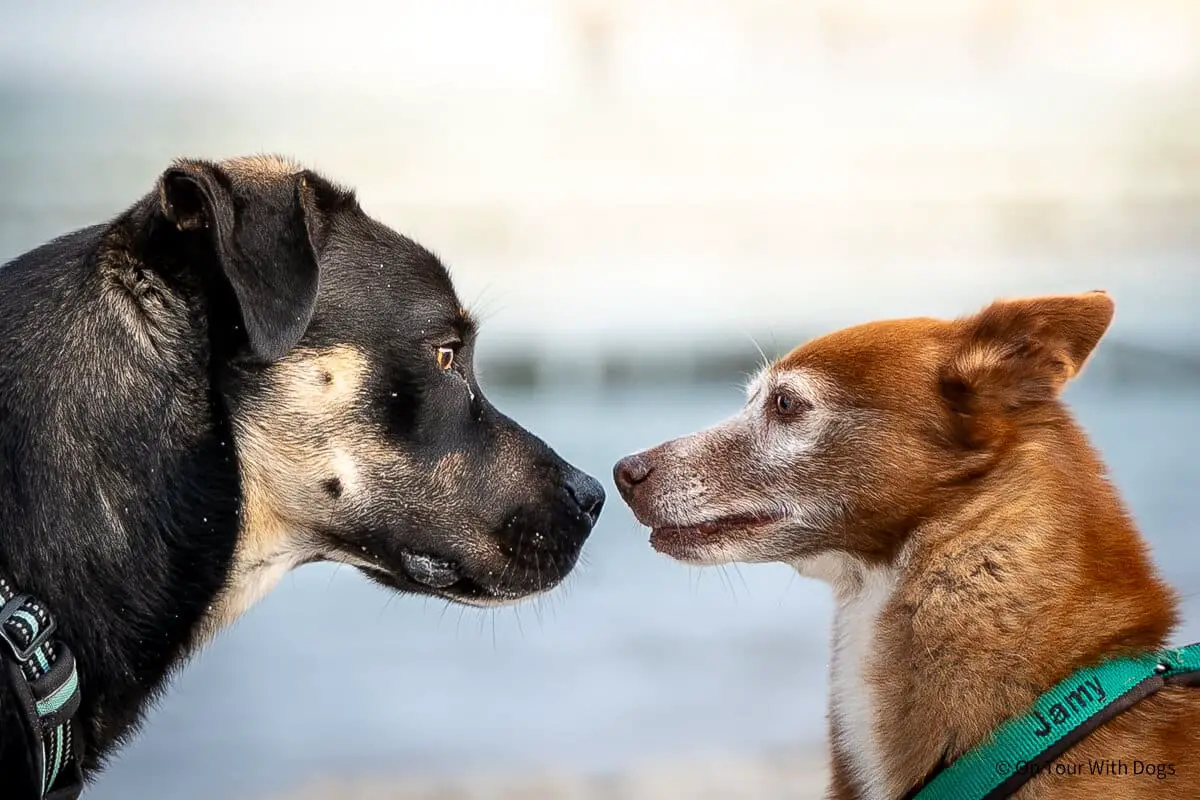 Hunde zufrieden - alle zufrieden! | Foto: Sina Dieterle