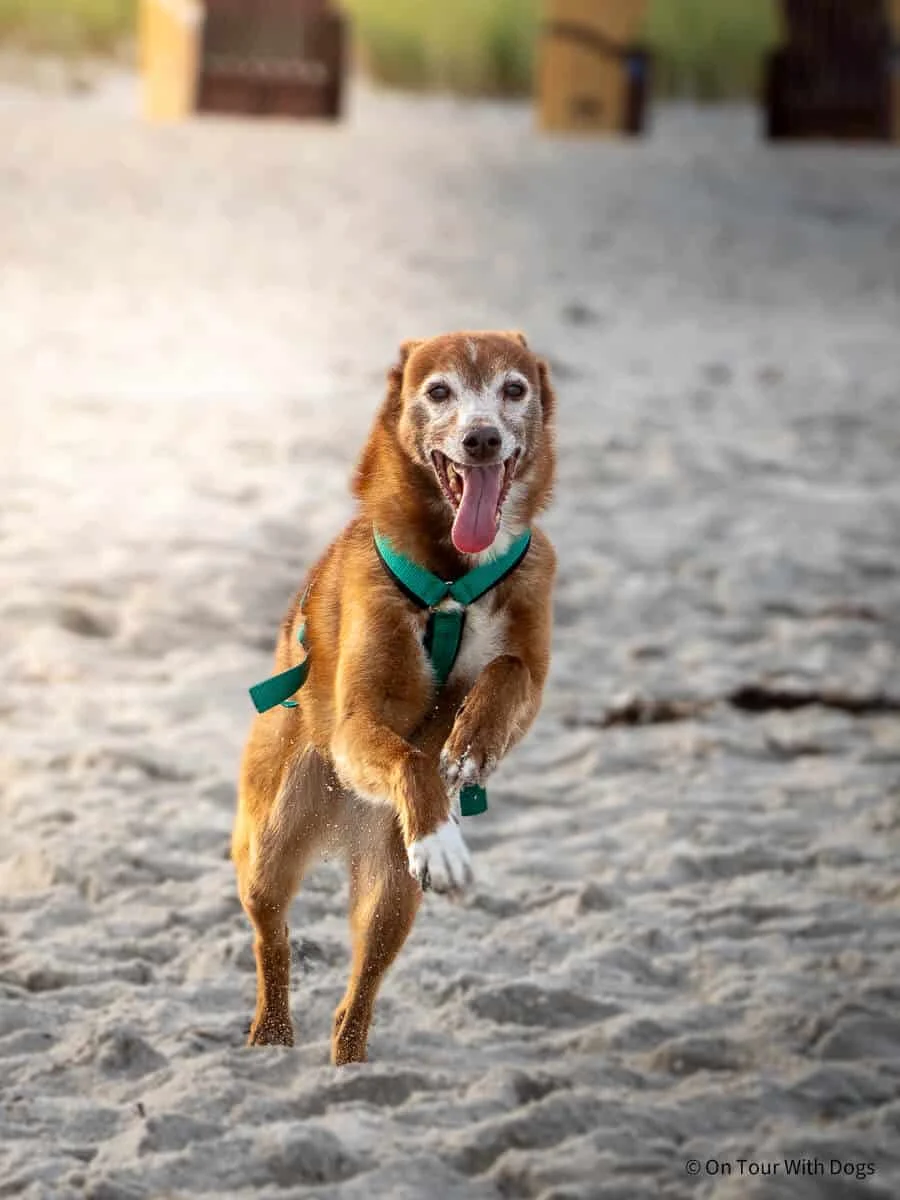 Meine Hunde hatten Spaß am Hundestrand | Foto: Sina Dieterle