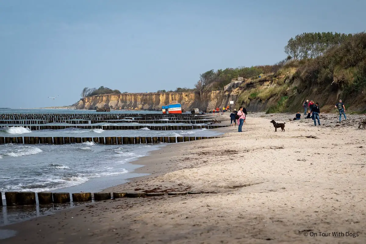 Der Hundestrand ist gut besucht | Foto: Sina Dieterle