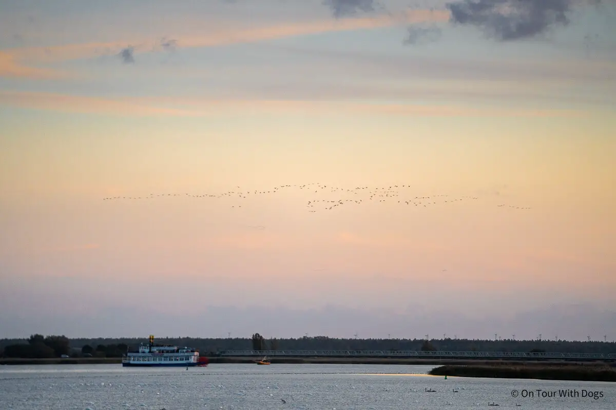 Wenn du im Herbst in Wustrow bist, solltest du unbedingt einen Ausflug nach Zingst machen und die Kraniche beobachten | Foto: Sina Dieterle