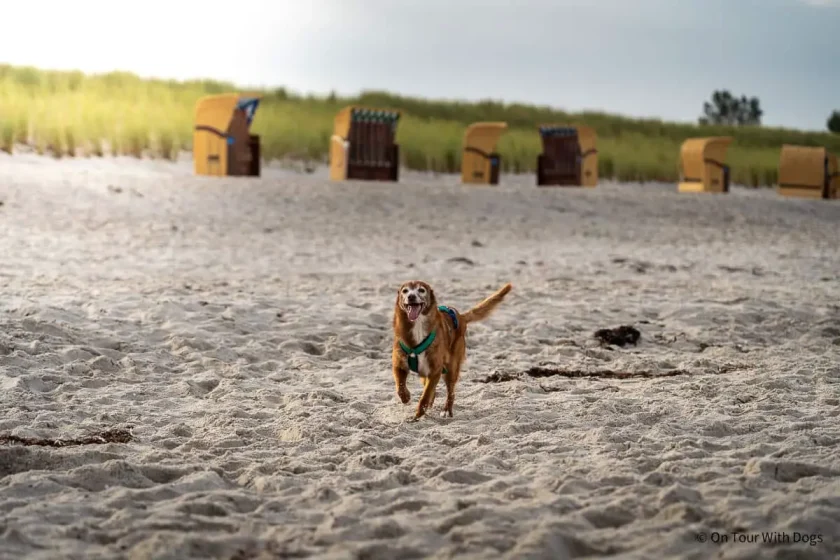 Wustrow mit Hund - Tipps zum Hundestrand und mehr