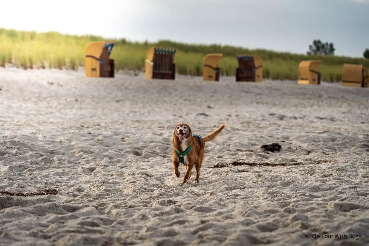 Wustrow mit Hund - Tipps zum Hundestrand und mehr