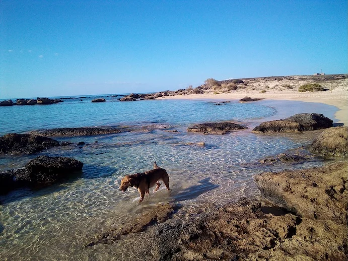 Vor der Reise nach Griechenland mit Hund unbedingt tiermedizinische Vorkehrungen gegen die üblichen Mittelmeerkrankheiten treffen | Foto: Nima Ashoff