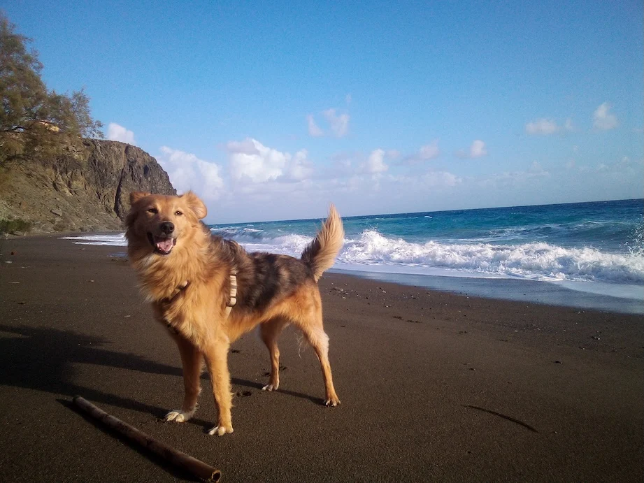 Natürlich ist auch ein Strandtag mit Hund in Griechenland möglich | Foto: Nima Ashoff