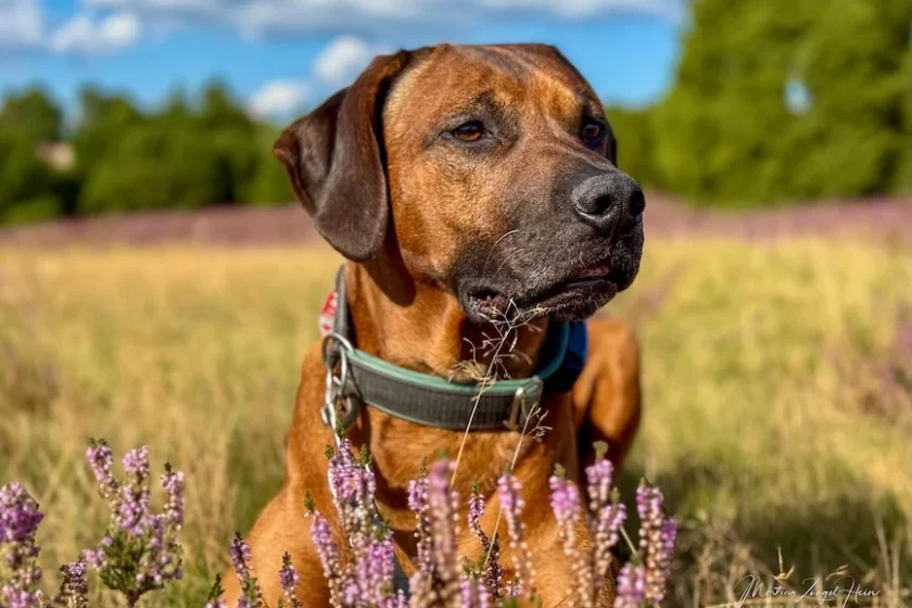 Heideblüte am Wilseder Berg in der Lüneburger Heide