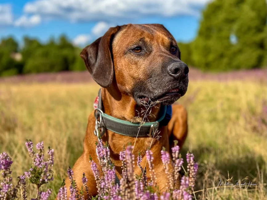Heideblüte am Wilseder Berg in der Lüneburger Heide