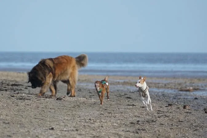 Hundestrand Schillig - alles Wissenswerte | Foto: Sina Dieterle