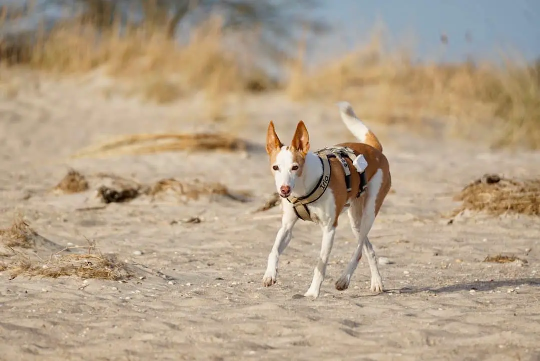 Meine Hunde hatten im März Spaß am Hundestrand | Foto: Sina Dieterle