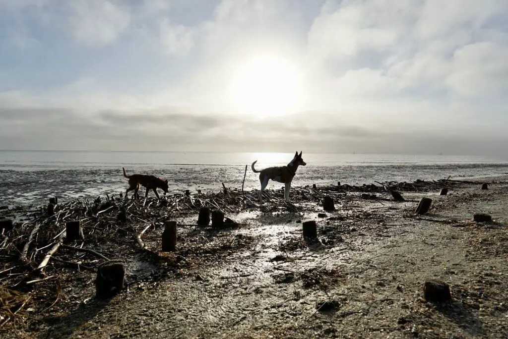 Tolle Stimmung an der Nordsee | Foto: Sina Dieterle