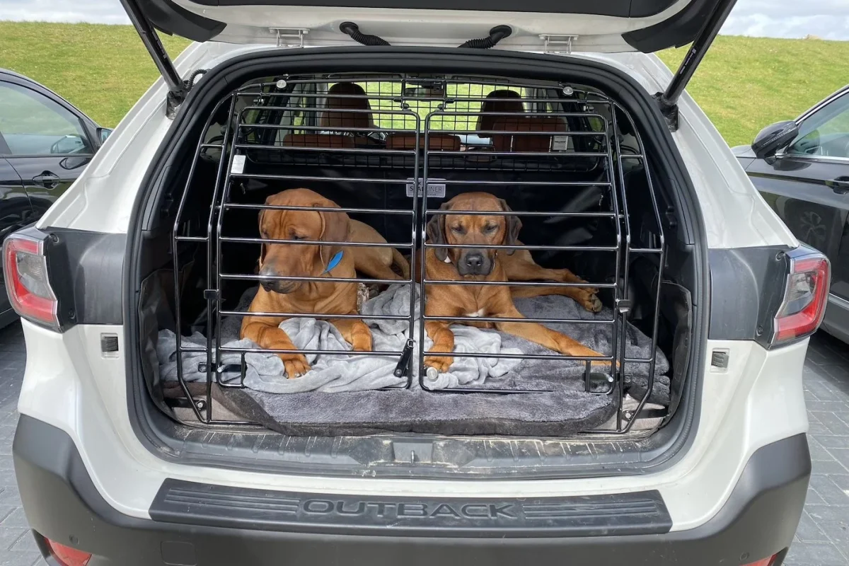 Im Auto mit Hund in Nicht-EU-Länder fahren - geht das?