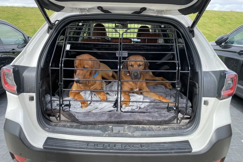 Im Auto mit Hund in Nicht-EU-Länder fahren - geht das?