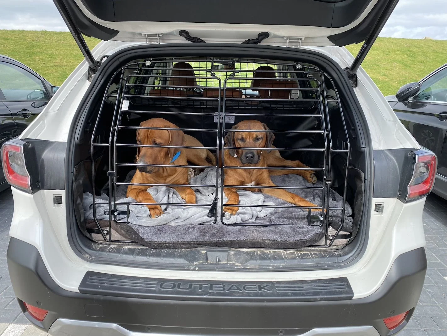 Im Auto mit Hund in Nicht-EU-Länder fahren - geht das?
